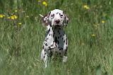 DALMATIEN 064